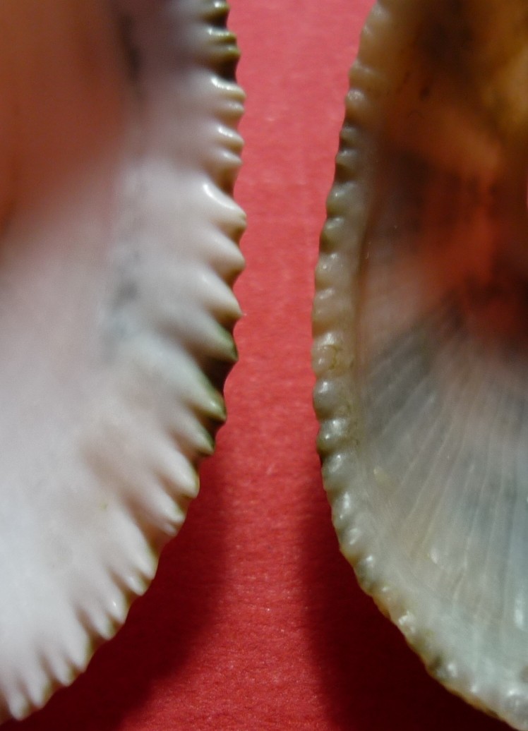 Diodora italica
